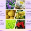 Essential Oil Set